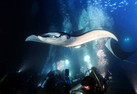 kona dive shops|kona diving with manta rays.